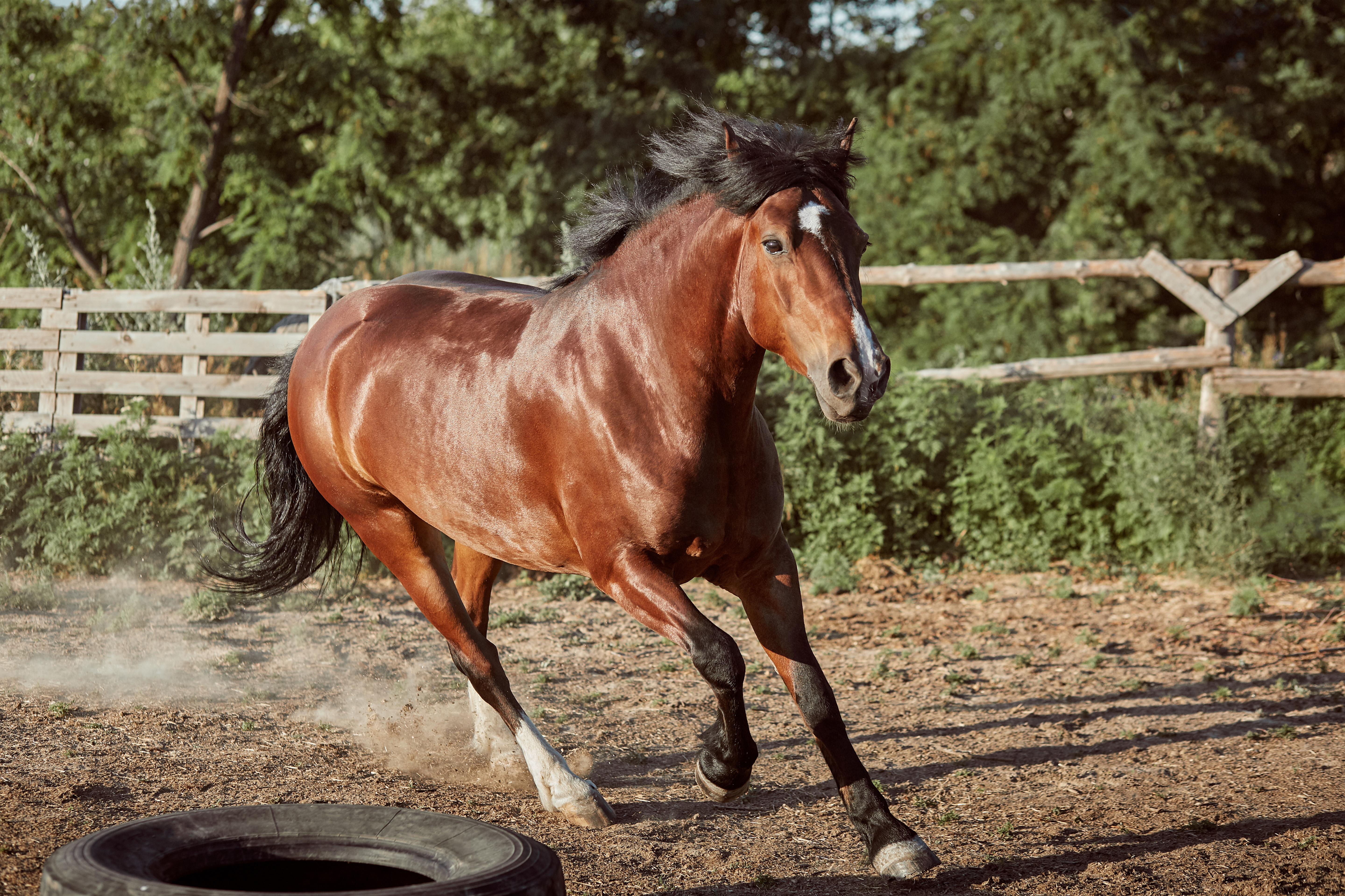 1caballo